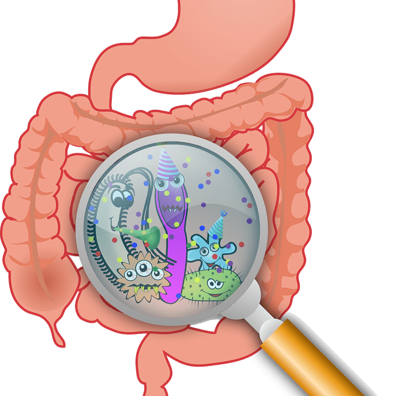 gut